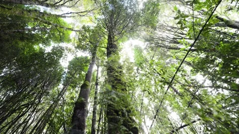 Ancient Tree Surrounded by Dense Greenery Stock Footage 313957820