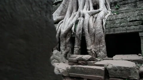 Ancient Tree Temple dolly 2 Видео 41099899