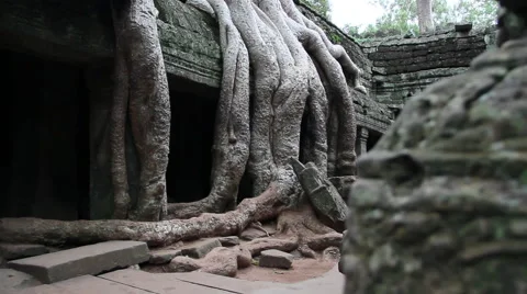 Ancient tree temple dolly 스톡 동영상 41093535