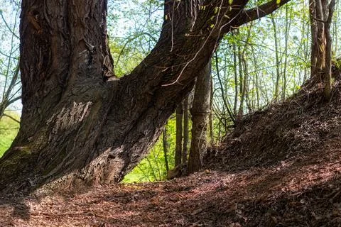 An ancient tree with thick trunk and fancy bark in forest on sunny spring day Stock Photos