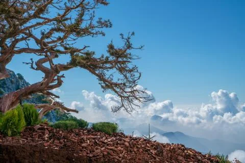 Ancient tree on top of mountain with cloudy sky Foto stock