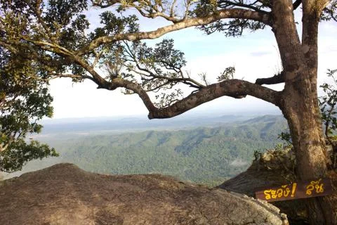 Ancient tree on the top of mountain Stock Photos