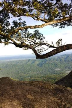 Ancient tree on the top of mountain Stock Photos