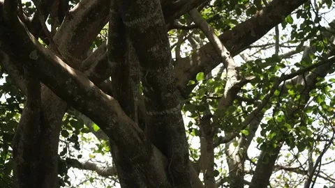 Ancient Tree Trunk Buttress Roots Kenya Forest Stock Footage 333217254
