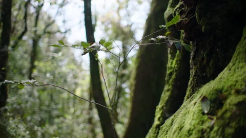 Ancient Tree Trunk covered in moss, Rainforest, Australia, QLD, Springbrook Stock Footage 236538706