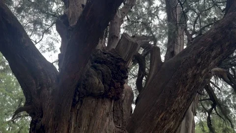 Ancient tree trunk with rough bark and textured branches Stock Footage 336719389