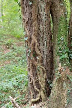 Ancient tree trunk, thick and gnarled Fotos Stock