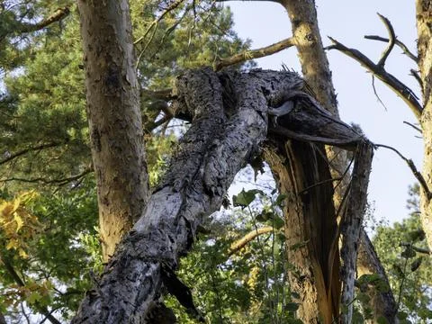 Ancient tree trunk twists skyward, bark cracked and weathered Stock Photos