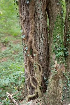 Ancient tree trunk wrapped with thick, gnarled ivy roots Stock Photos