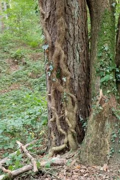 Ancient tree trunk wraps in thick, twisting vines Stock Photos