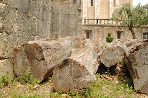Ancient Tree Trunks Resting Against Monastery Walls Stock Photos