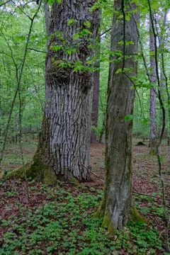 Ancient tree trunks rising in primordial bialowieza forest Photos