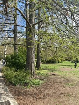 Ancient Tree Trunks in Spring Park 库存照片