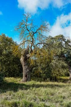Ancient tree with yellow lichens under bright blue sky Stock Photos