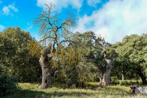 Ancient tree with yellow lichens under bright blue sky Stock Photos