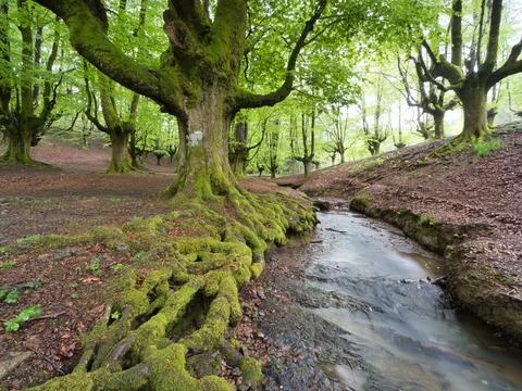Ancient trees and stream in a magical forest - A serene scene in a mystical.. 스톡 사진
