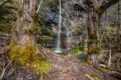 Ancient trees and waterfall Stock Photos