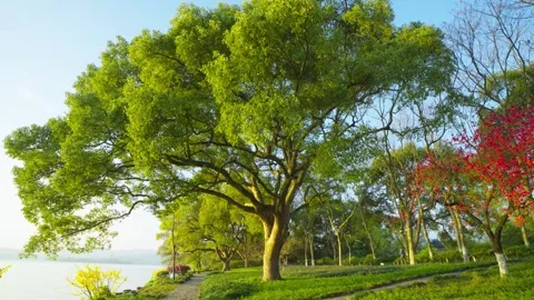 Ancient trees bloom on the lakeshore in the early morning Stock Footage 312929515