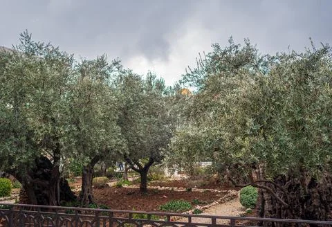 Ancient trees in Gethsemane Garden in Jerusalem, Israel Stock Photos