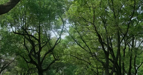 Ancient trees with green canopies 스톡 동영상 243731779