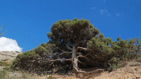 Ancient Trees in the Mountains Stock Footage 65448318