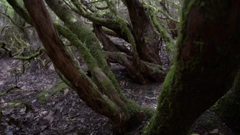 Ancient trees overgrown with moss. Moss on tree trunks Anaga National Park Stock Footage 231494895