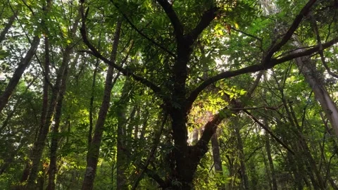 Ancient Trees In A Remote Forest Trail On A Sunny Morning Stock Footage 343730017