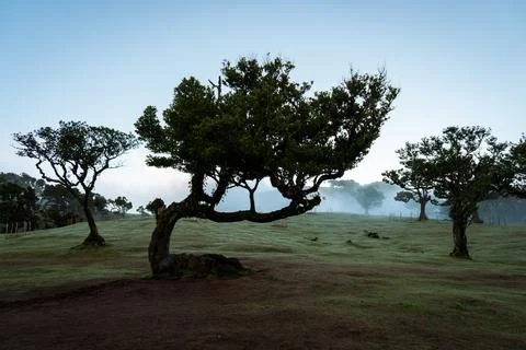 Ancient trees stand on a misty, dew-covered hillside at dawn, creating a se.. Stock Photos