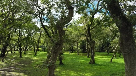 Ancient Trees With Twisted Trunks Stock Footage 256770730