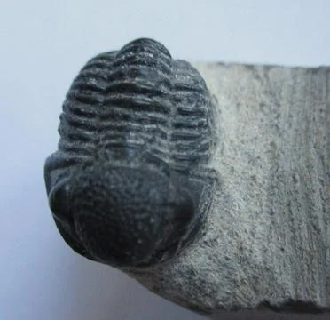 Ancient trilobite Stock Photos