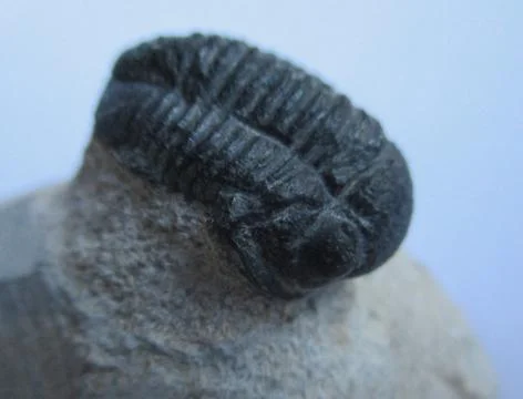 Ancient trilobite Stock Photos