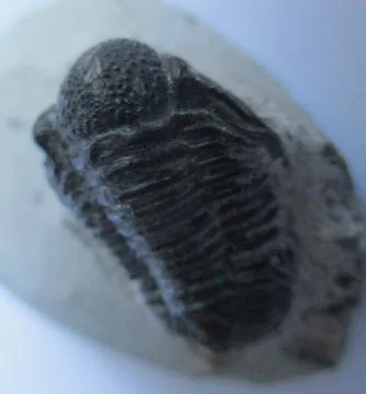 Ancient trilobite Stock Photos