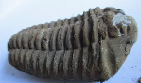 Ancient trilobite Stock Photos