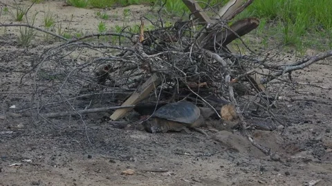Ancient Turtle Moves Past Firepit Along Dusk Shoreline Stock Footage 325634020