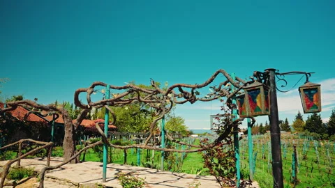 Ancient Twisted Grapevine Over A Winery Terrace Stock Footage 346256847