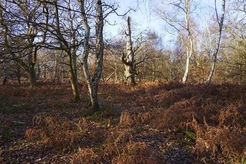 An ancient, twisted oak tree deep in Sherwood Forest 写真素材
