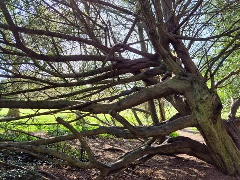 Ancient twisted tree branches in sunny woodland Stock Photos