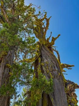 Ancient twisted tree with moss under blue sky Stock Photos