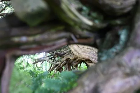 Ancient twisted tree roots viewed through woodland opening Stock Photos