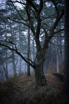 Ancient Twisted Tree Standing Guard on a Misty Forest Path with Wooden Steps Stock-Fotos