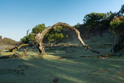 Ancient twisted tree trunk spanning over a misty, dew-covered landscape at .. Stock Photos