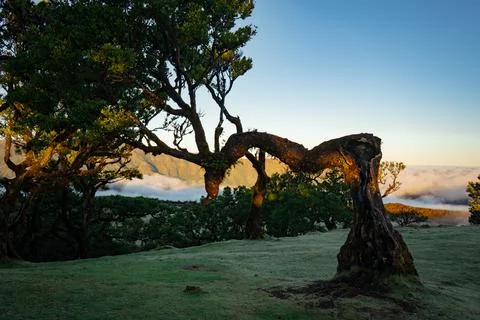 Ancient twisted trees on a misty mountain slope at sunrise, evoking mystery.. Stock Photos