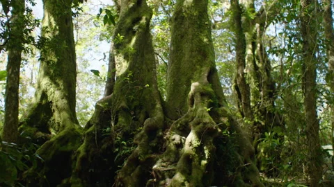 Ancient twisted Trees in Native Rainforest, Australia, QLD, Springbrook Stock Footage 236537431