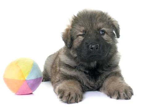 Ancient type german shepherd Stock Photos