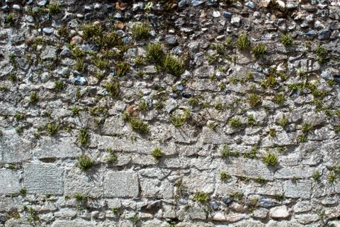Ancient wall made of different kind of stone with sprouted plants Stock Photos