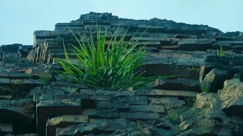 Ancient wall of the Pre Rup temple is grown with sprouts of ferns, Bodhi trees  Stock Footage 318681537