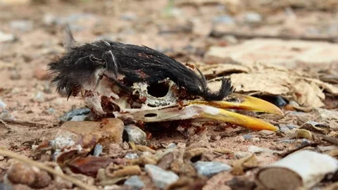 Ancient, weathered bird skull covered in black feathers, surrounded by ants on f Stock Footage 346799470
