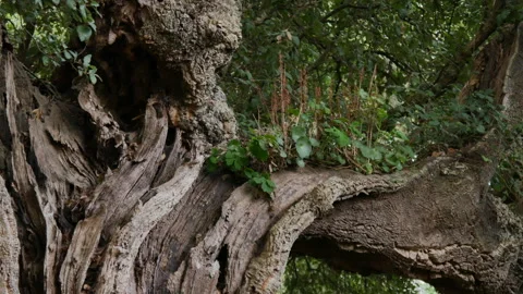 Ancient, weathered cork oak tree in rural Portugal. Stock Footage 248446635