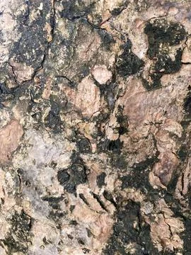 Ancient Weathered Tree Bark Texture Close Up Background Abstract Stock Photos