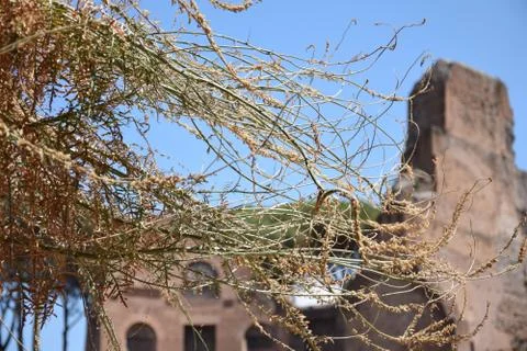 Ancient Weeds Stock Photos